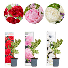 Afbeelding in Gallery-weergave laden, Paeonia/Peony Mix - Root Houseplants