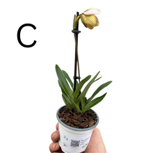 Afbeelding in Gallery-weergave laden, Paphiopedilum Hybrid - Root Houseplants