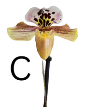 Afbeelding in Gallery-weergave laden, Paphiopedilum Hybrid - Root Houseplants