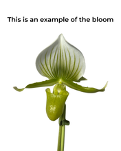 Afbeelding in Gallery-weergave laden, Paphiopedilum × maudiae 'Femma' - Root Houseplants