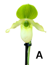 Load image into Gallery viewer, Paphiopedilum Pinnochio gx - Root Houseplants