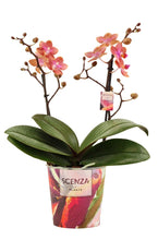 Afbeelding in Gallery-weergave laden, Phalaenopsis - Root Houseplants