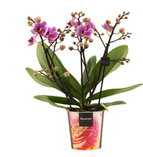 Afbeelding in Gallery-weergave laden, Phalaenopsis - Root Houseplants