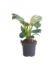 Afbeelding in Gallery-weergave laden, Philodendron ‘Birkin’ - Root Houseplants