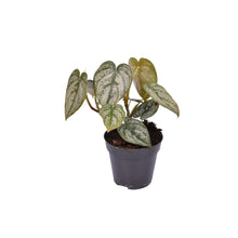 Afbeelding in Gallery-weergave laden, Philodendron brandtianum - Root Houseplants