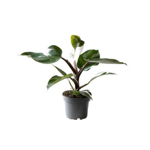 Afbeelding in Gallery-weergave laden, Philodendron erubescens 'White Knight' - Root Houseplants