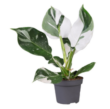 Afbeelding in Gallery-weergave laden, Philodendron erubescens 'White Wizard' - Root Houseplants