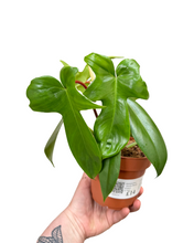 Afbeelding in Gallery-weergave laden, Philodendron 'Florida Beauty' (Green) - Root Houseplants