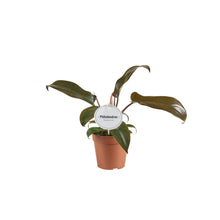 Afbeelding in Gallery-weergave laden, Philodendron 'Florida Bronze' - Root Houseplants