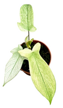 Load image into Gallery viewer, Philodendron 'Florida Ghost' - Root Houseplants
