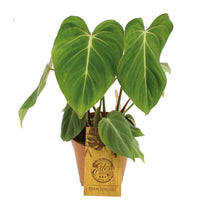 Afbeelding in Gallery-weergave laden, Philodendron gloriosum - Root Houseplants