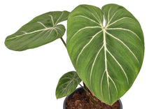 Afbeelding in Gallery-weergave laden, Philodendron gloriosum - Root Houseplants