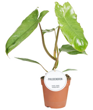 Afbeelding in Gallery-weergave laden, Philodendron 'Paraiso Verde' - Root Houseplants