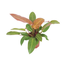 Afbeelding in Gallery-weergave laden, Philodendron 'Prince of Orange' - Root Houseplants