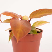 Afbeelding in Gallery-weergave laden, Philodendron 'Prince of Orange' - Root Houseplants