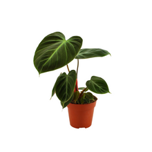 Afbeelding in Gallery-weergave laden, Philodendron rubrijuvenile (El Choco Red) - Root Houseplants