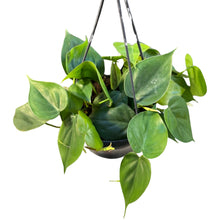 Afbeelding in Gallery-weergave laden, Philodendron scandens - Root Houseplants