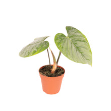 Afbeelding in Gallery-weergave laden, Philodendron sodiroi - Root Houseplants