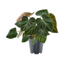 Afbeelding in Gallery-weergave laden, Philodendron verrucosum - Root Houseplants