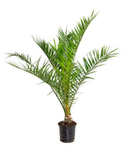 Afbeelding in Gallery-weergave laden, Phoenix canariensis - Root Houseplants