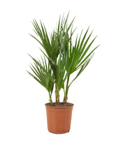 Afbeelding in Gallery-weergave laden, Phoenix canariensis - Root Houseplants