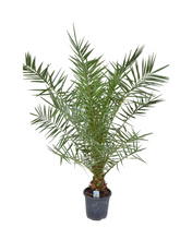 Afbeelding in Gallery-weergave laden, Phoenix canariensis - Root Houseplants