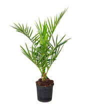 Afbeelding in Gallery-weergave laden, Phoenix canariensis - Root Houseplants