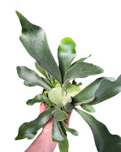 Charger l'image dans la galerie, Platycerium bifurcatum - Staghorn fern - Root Houseplants