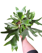 Charger l'image dans la galerie, Platycerium bifurcatum - Staghorn fern - Root Houseplants