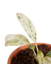 Afbeelding in Gallery-weergave laden, Rhaphidophora puberula Variegata - Root Houseplants