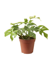 Afbeelding in Gallery-weergave laden, Rhaphidophora tetrasperma 'Goldrush' - Root Houseplants