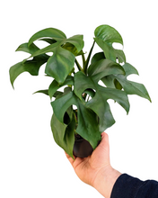 Afbeelding in Gallery-weergave laden, Rhaphidophora tetrasperma - Root Houseplants