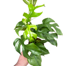 Afbeelding in Gallery-weergave laden, Rhaphidophora tetrasperma - Root Houseplants