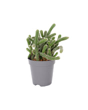 Afbeelding in Gallery-weergave laden, Rhipsalis baccifera subsp. Horrida - Root Houseplants