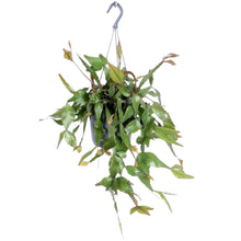 Afbeelding in Gallery-weergave laden, Rhipsalis elliptica - Root Houseplants