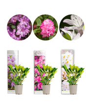 Afbeelding in Gallery-weergave laden, Rhododendron Mix - Root Houseplants