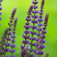 Afbeelding in Gallery-weergave laden, Salvia nemorosa 'Ostfriesland' - Root Houseplants