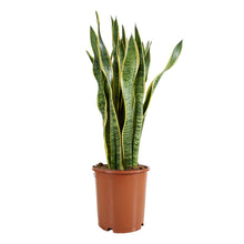 Afbeelding in Gallery-weergave laden, Sansevieria trifasciata 'Laurentii' - Root Houseplants