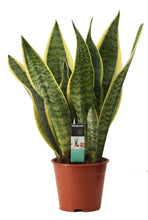 Afbeelding in Gallery-weergave laden, Sansevieria trifasciata 'Laurentii' - Root Houseplants