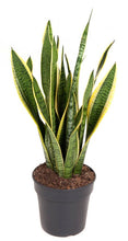 Afbeelding in Gallery-weergave laden, Sansevieria trifasciata 'Laurentii' - Root Houseplants