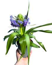 Load image into Gallery viewer, Scilla peruviana - Root Houseplants