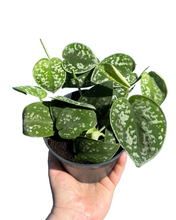 Afbeelding in Gallery-weergave laden, Scindapsus pictus 'Argyraeus' - Satin Pothos - Root Houseplants