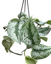 Charger l'image dans la galerie, Scindapsus pictus 'Trebie' - Root Houseplants