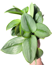 Afbeelding in Gallery-weergave laden, Scindapsus treubii 'Moonlight' - Root Houseplants
