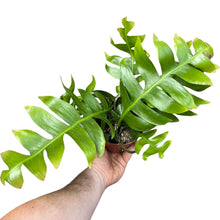 Afbeelding in Gallery-weergave laden, Selenicereus chrysocardium - Root Houseplants