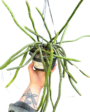 Afbeelding in Gallery-weergave laden, Selenicereus grandiflorus - Root Houseplants