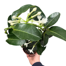 Afbeelding in Gallery-weergave laden, Stephanotis floribunda - Root Houseplants
