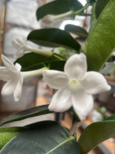 Afbeelding in Gallery-weergave laden, Stephanotis floribunda - Root Houseplants