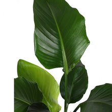 Afbeelding in Gallery-weergave laden, Strelitzia nicolai - Root Houseplants