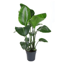 Afbeelding in Gallery-weergave laden, Strelitzia nicolai - Root Houseplants